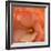 Orange Ruffles IV-Rita Crane-Framed Photographic Print