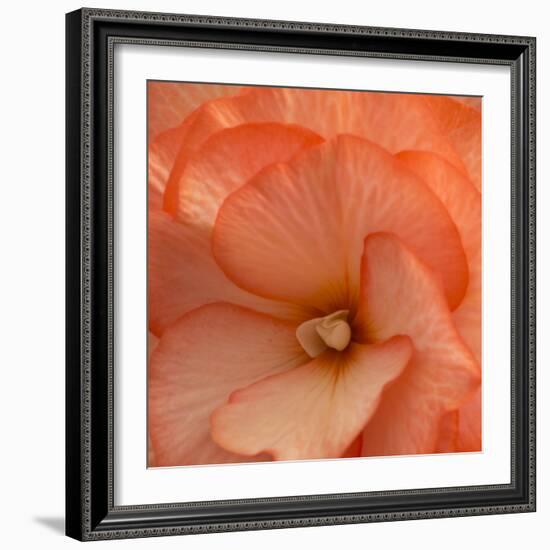 Orange Ruffles IV-Rita Crane-Framed Photographic Print