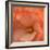 Orange Ruffles IV-Rita Crane-Framed Photographic Print