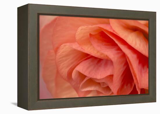 Orange Ruffles VI-Rita Crane-Framed Premier Image Canvas