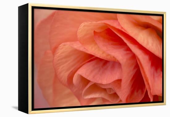 Orange Ruffles VI-Rita Crane-Framed Premier Image Canvas