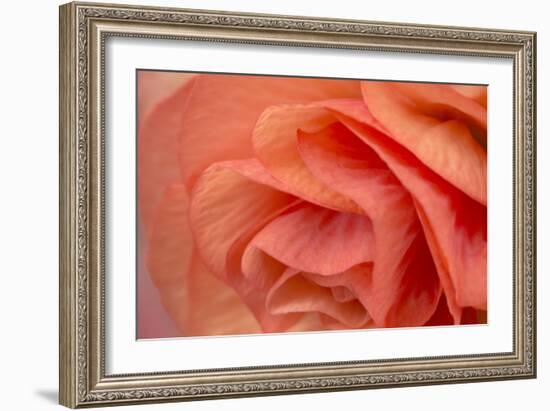 Orange Ruffles VI-Rita Crane-Framed Photographic Print