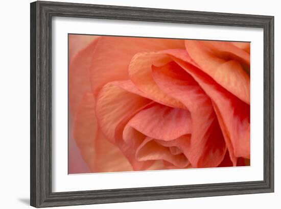 Orange Ruffles VI-Rita Crane-Framed Photographic Print