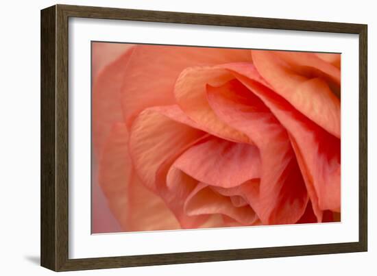 Orange Ruffles VI-Rita Crane-Framed Photographic Print