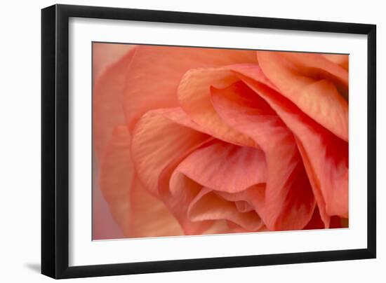 Orange Ruffles VI-Rita Crane-Framed Photographic Print