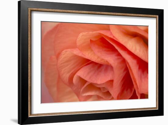 Orange Ruffles VI-Rita Crane-Framed Photographic Print