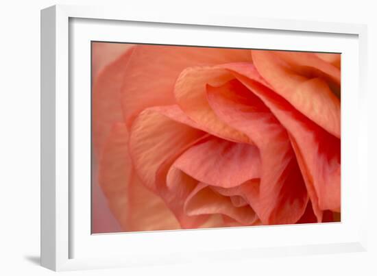 Orange Ruffles VI-Rita Crane-Framed Photographic Print