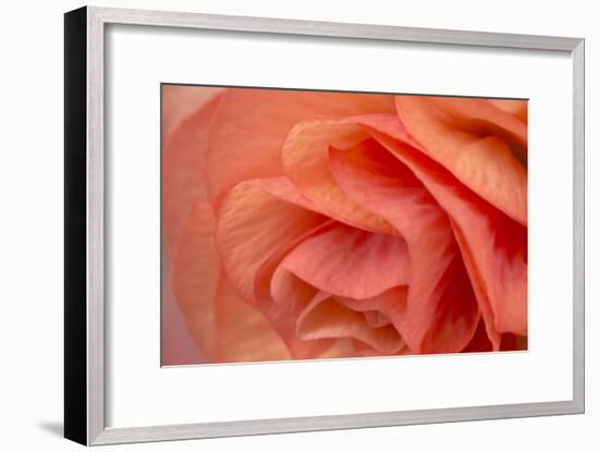 Orange Ruffles VI-Rita Crane-Framed Photographic Print