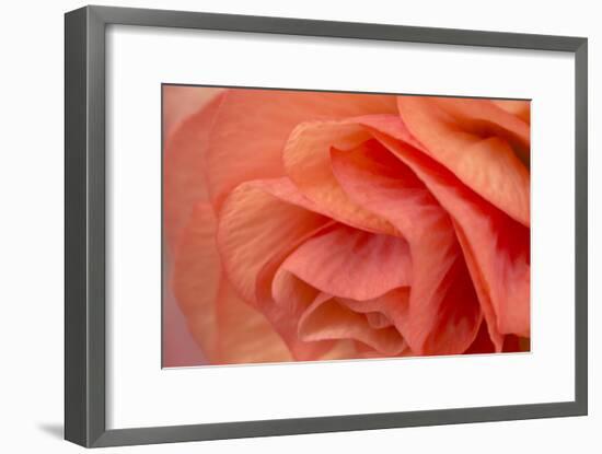 Orange Ruffles VI-Rita Crane-Framed Photographic Print