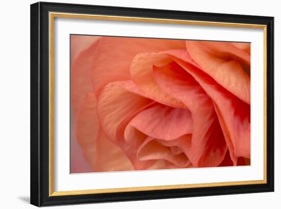 Orange Ruffles VI-Rita Crane-Framed Photographic Print