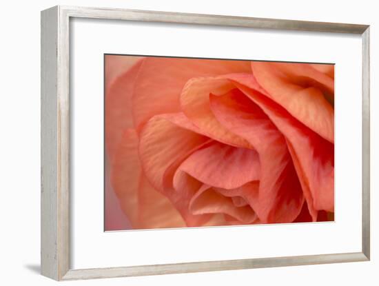 Orange Ruffles VI-Rita Crane-Framed Photographic Print