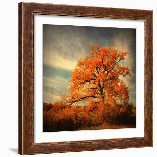 Orange Season-Philippe Sainte-Laudy-Framed Photographic Print