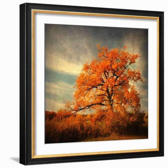 Orange Season-Philippe Sainte-Laudy-Framed Photographic Print