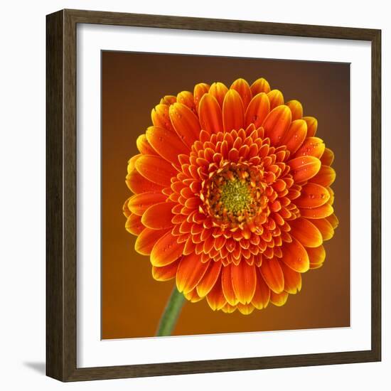 Orange Starburst Gerber With Dew Drops On Brown Background-foodbytes-Framed Photographic Print