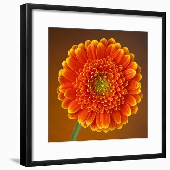 Orange Starburst Gerber With Dew Drops On Brown Background-foodbytes-Framed Photographic Print