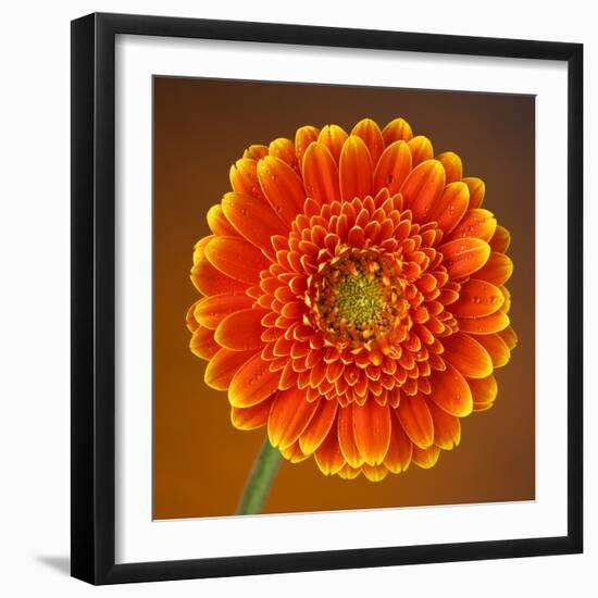 Orange Starburst Gerber With Dew Drops On Brown Background-foodbytes-Framed Photographic Print