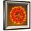 Orange Starburst Gerber With Dew Drops On Brown Background-foodbytes-Framed Photographic Print