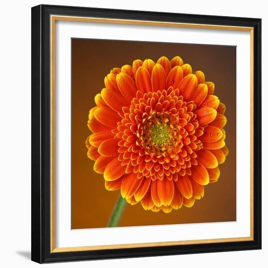 Orange Starburst Gerber With Dew Drops On Brown Background-foodbytes-Framed Photographic Print