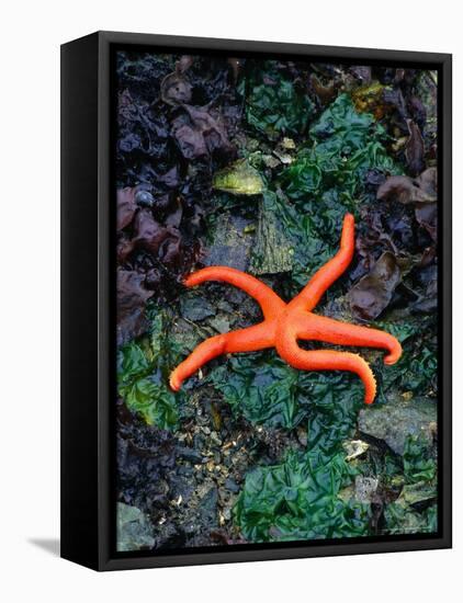 Orange Starfish on Rocks-Amy And Chuck Wiley/wales-Framed Premier Image Canvas