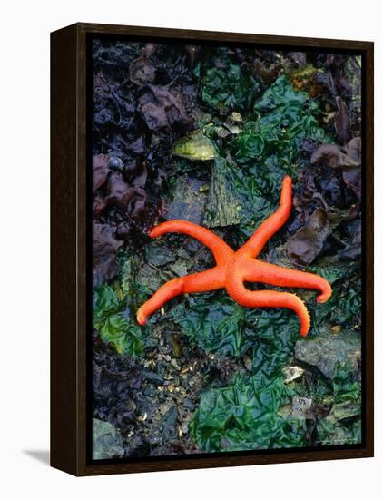 Orange Starfish on Rocks-Amy And Chuck Wiley/wales-Framed Premier Image Canvas