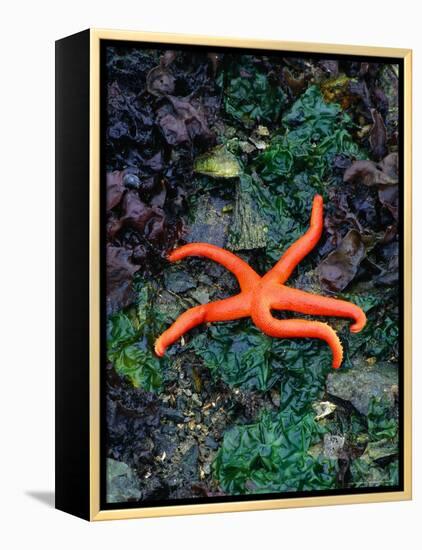 Orange Starfish on Rocks-Amy And Chuck Wiley/wales-Framed Premier Image Canvas