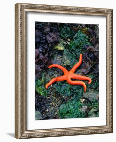 Orange Starfish on Rocks-Amy And Chuck Wiley/wales-Framed Photographic Print