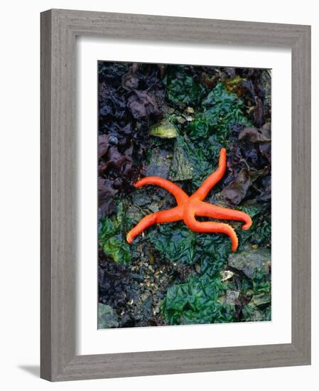 Orange Starfish on Rocks-Amy And Chuck Wiley/wales-Framed Photographic Print