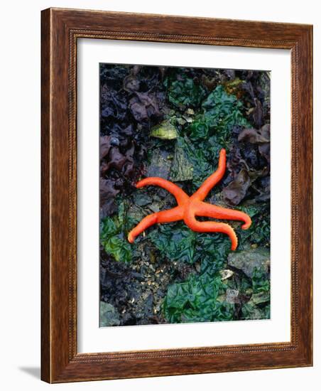 Orange Starfish on Rocks-Amy And Chuck Wiley/wales-Framed Photographic Print