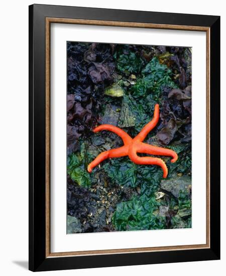 Orange Starfish on Rocks-Amy And Chuck Wiley/wales-Framed Photographic Print