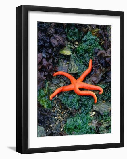 Orange Starfish on Rocks-Amy And Chuck Wiley/wales-Framed Photographic Print