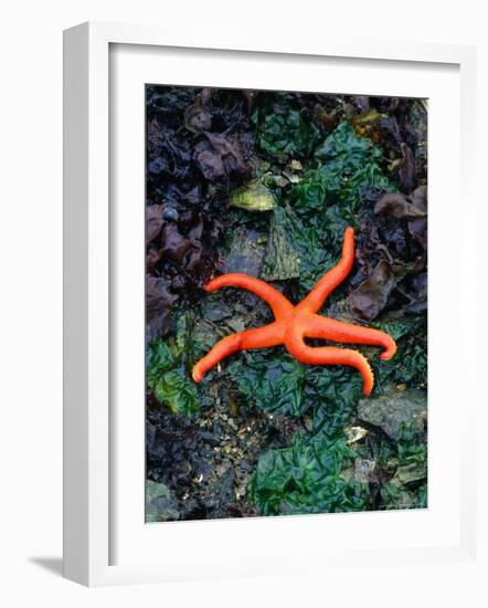 Orange Starfish on Rocks-Amy And Chuck Wiley/wales-Framed Photographic Print