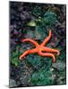 Orange Starfish on Rocks-Amy And Chuck Wiley/wales-Mounted Photographic Print