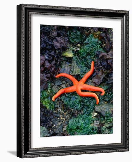 Orange Starfish on Rocks-Amy And Chuck Wiley/wales-Framed Photographic Print
