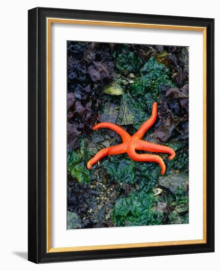 Orange Starfish on Rocks-Amy And Chuck Wiley/wales-Framed Photographic Print