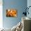 Orange Succulent-bolkan73-Photographic Print displayed on a wall