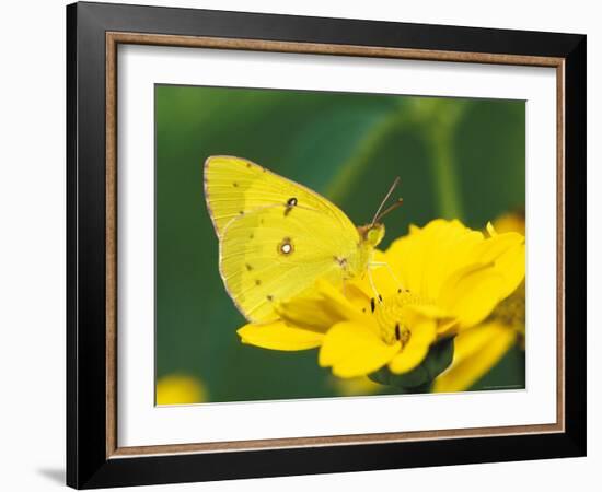 Orange Sulphur Butterfly-Adam Jones-Framed Photographic Print