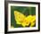 Orange Sulphur Butterfly-Adam Jones-Framed Photographic Print