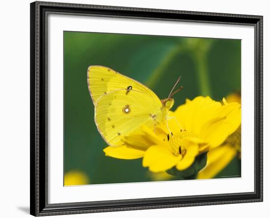 Orange Sulphur Butterfly-Adam Jones-Framed Photographic Print