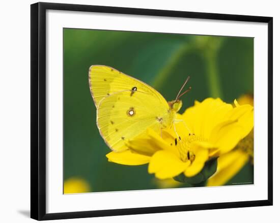 Orange Sulphur Butterfly-Adam Jones-Framed Photographic Print