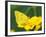 Orange Sulphur Butterfly-Adam Jones-Framed Photographic Print