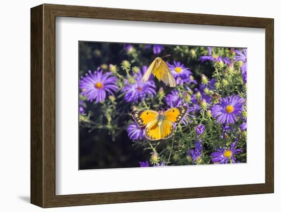 Orange Sulphur female and male courtship on Frikart's Aster-Richard and Susan Day-Framed Photographic Print