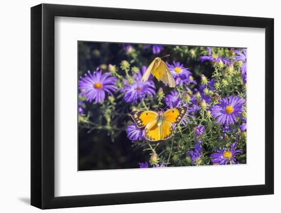 Orange Sulphur female and male courtship on Frikart's Aster-Richard and Susan Day-Framed Photographic Print