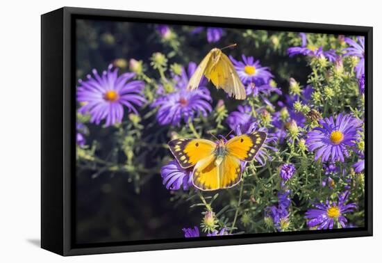 Orange Sulphur female and male courtship on Frikart's Aster-Richard and Susan Day-Framed Premier Image Canvas