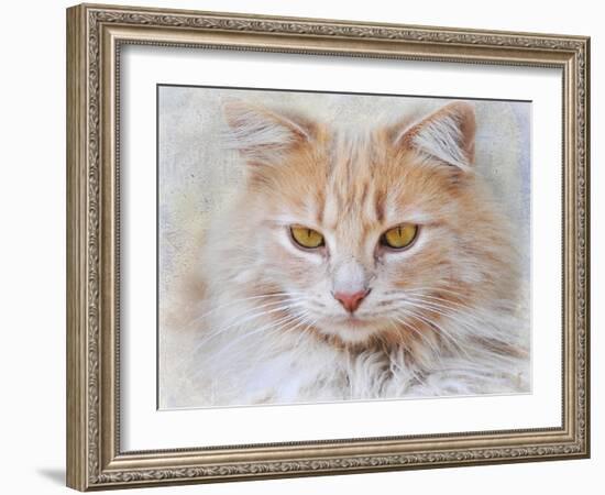 Orange Tabby Cat Portrait-Jai Johnson-Framed Giclee Print