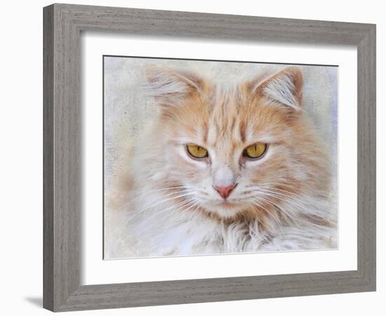 Orange Tabby Cat Portrait-Jai Johnson-Framed Giclee Print