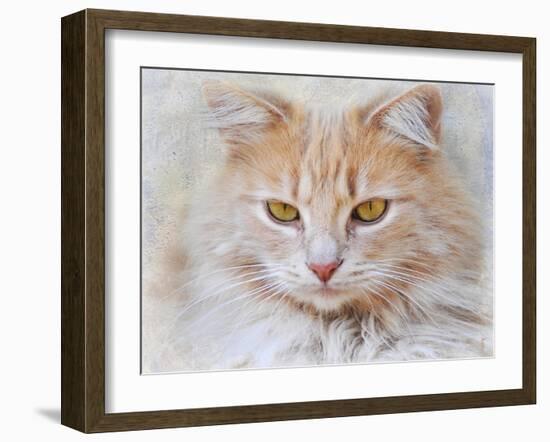 Orange Tabby Cat Portrait-Jai Johnson-Framed Giclee Print