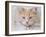 Orange Tabby Cat Portrait-Jai Johnson-Framed Giclee Print