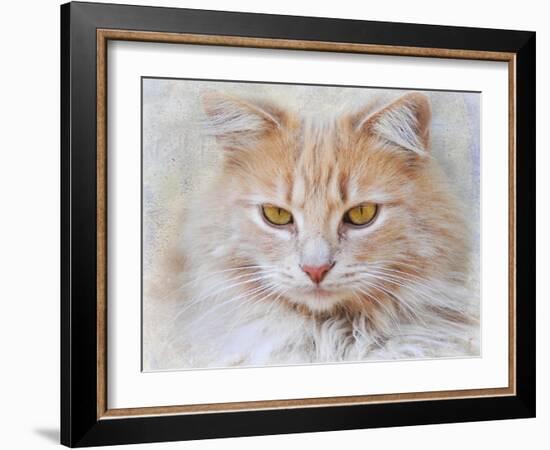 Orange Tabby Cat Portrait-Jai Johnson-Framed Giclee Print