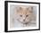 Orange Tabby Cat Portrait-Jai Johnson-Framed Giclee Print