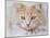 Orange Tabby Cat Portrait-Jai Johnson-Mounted Giclee Print